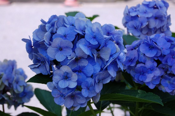 アジサイ（ホンアジサイ）