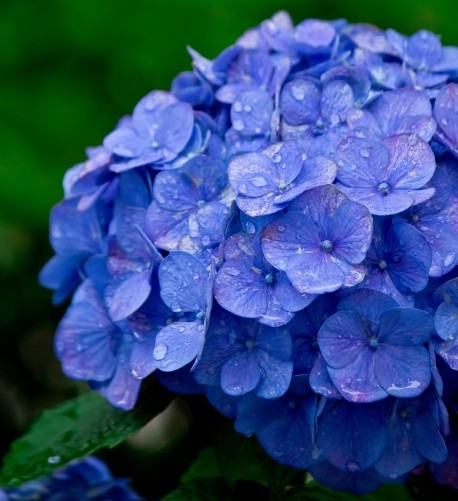 hydrangea_flowerlanguege_5