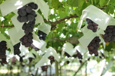 grape-picking-yamanashi-2