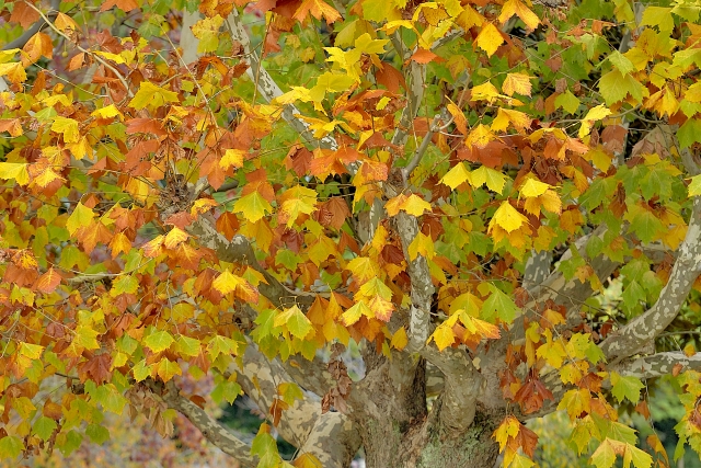 shinjuku-gyoen-kouyou1
