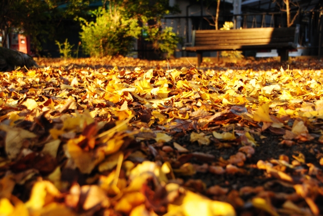 shinjuku-gyoen-kouyou3