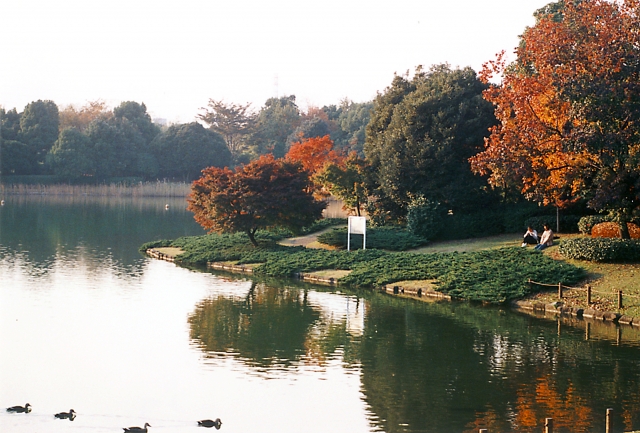 showakinen-koen-kouyou-1