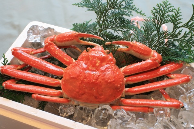 tarabagani-yadokari-3